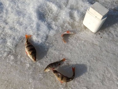 Турнир по зимней рыбалке прошёл в Академическом