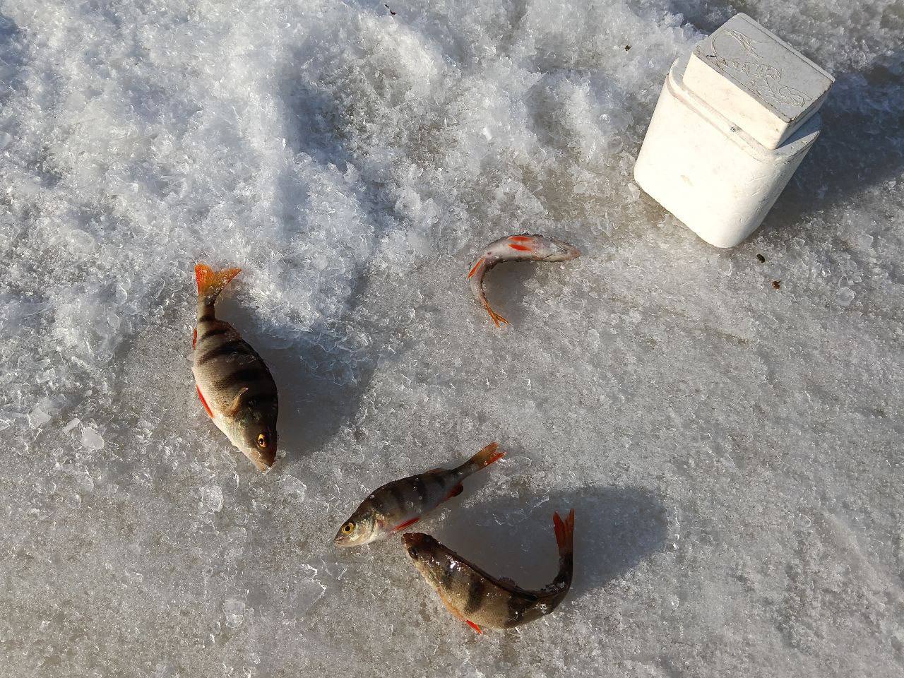 Турнир по зимней рыбалке прошёл в Академическом