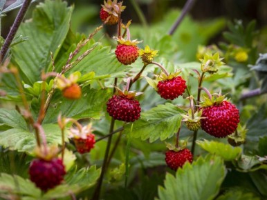 ������� ���������: ��������� ������� ��� ��������� ������ ����