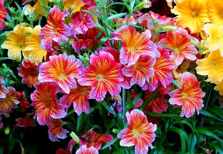 Сальпиглоссис: красота и непредсказуемость в вашем саду