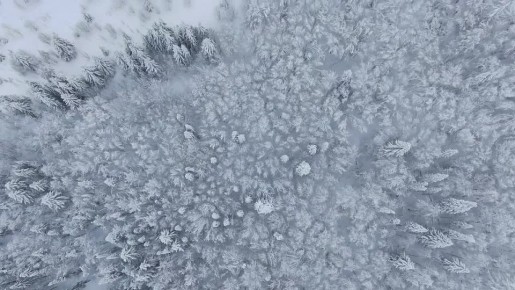 Леса Среднего Урала — главное богатство региона, напомнил Денис Паслер