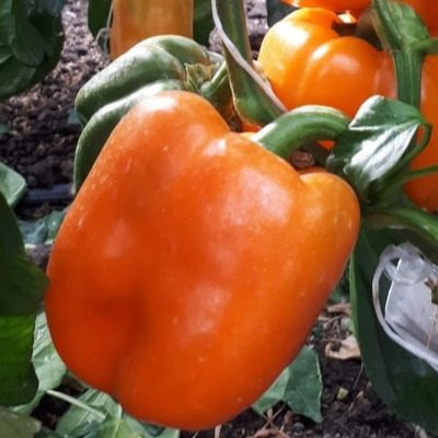 Янтарный бык: яркий перец для вашего огорода