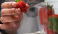 Как сохранить свежесть клубники на две недели: простые советы