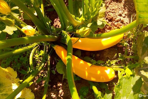 Динамика роста и вкусовые достоинства кабачка Желтоплодного