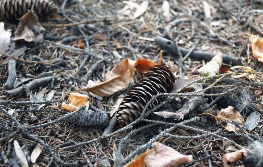 Почему хвойная мульча станет вашим лучшим помощником в саду