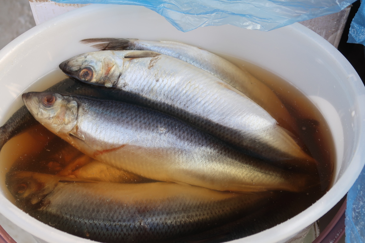 Как выбрать селедку с икрой: полезные советы для гурманов