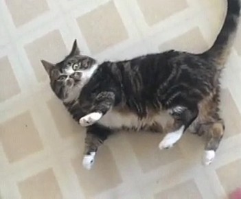 ������� ���� ������� ������