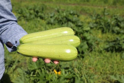 Кабачковая диета: как сбросить вес и сэкономить на продуктах