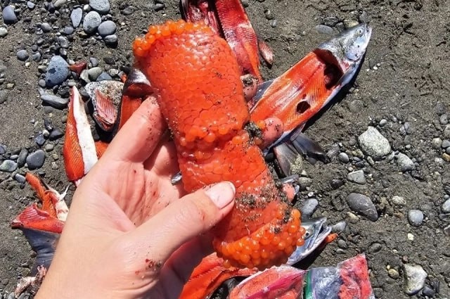 Аляска: рыбалка, которая радует