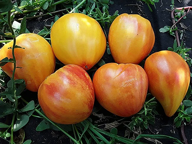 Бычье сердце: новые сорта для огородников или маркетинговый ход?