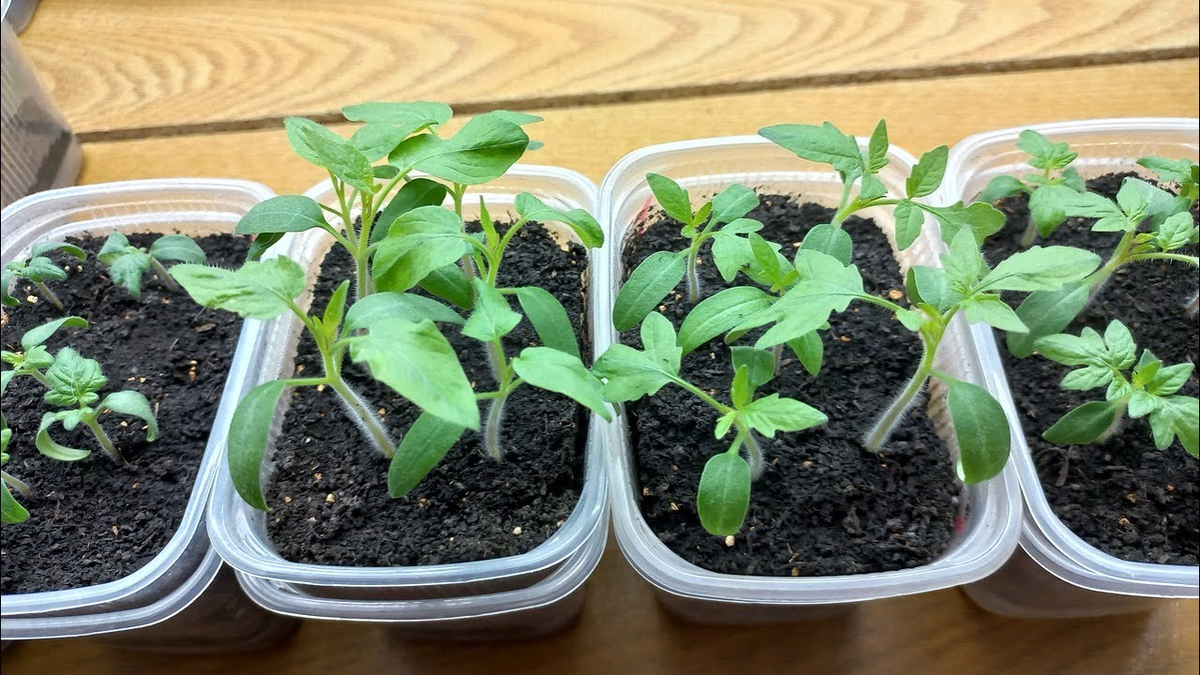 Как не потерять рассаду томатов: три распространенные ошибки садоводов