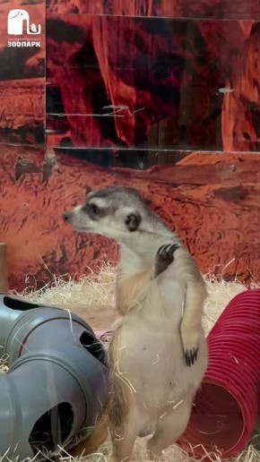 ������� � �������� � ��� �� ������ �����������