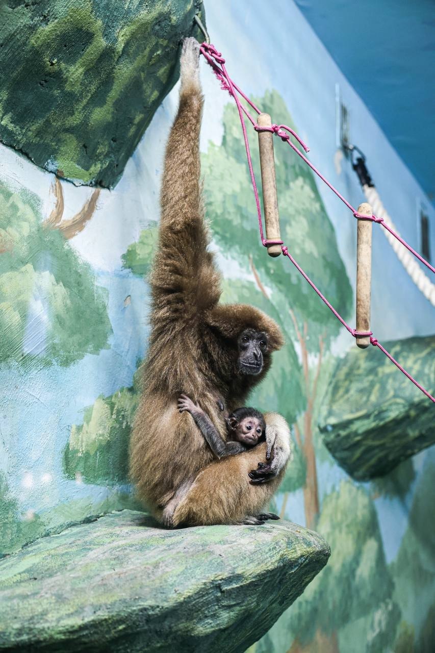 У белоруких гиббонов в Екатеринбургском зоопарке родился малыш