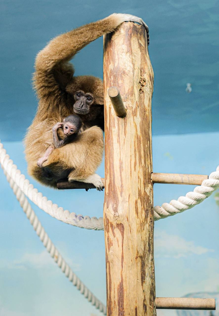У белоруких гиббонов в Екатеринбургском зоопарке родился малыш У белоруких гиббонов в Екатеринбургском зоопарке родился малыш