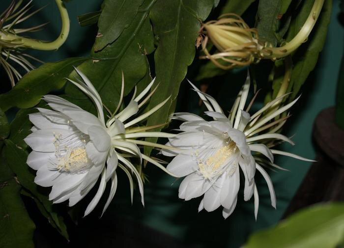 Загадочная царица ночи: необычный цветок, который расцветает только ночью