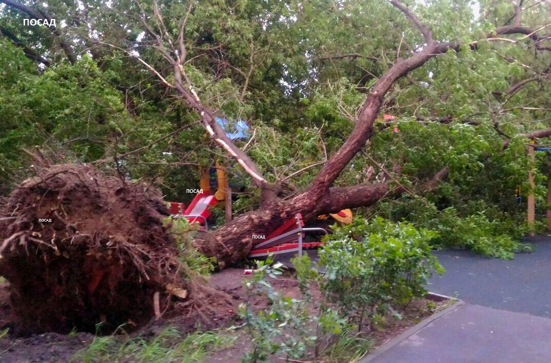Почему крестьяне боялись сажать деревья рядом с домом?