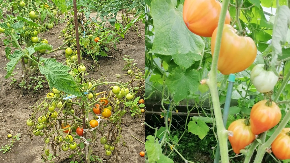 Томаты без полива: удивительные результаты эксперимента