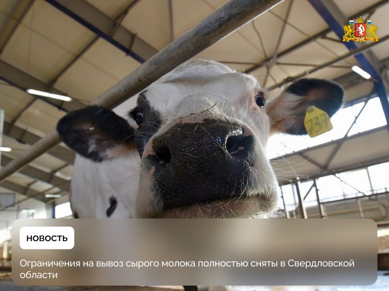 Ограничения на вывоз сырого молока полностью сняты в Свердловской области