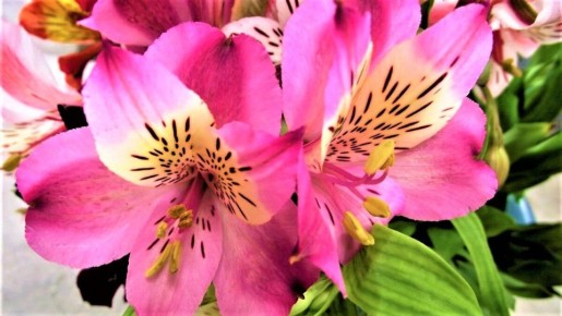 Энергия южного солнца: альстромерия, цветок, который не оставит равнодушным