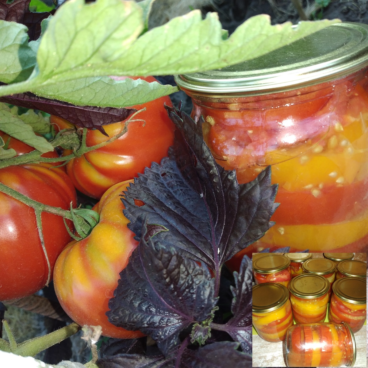 Простой способ заготовки помидоров, которые сохранят свежесть