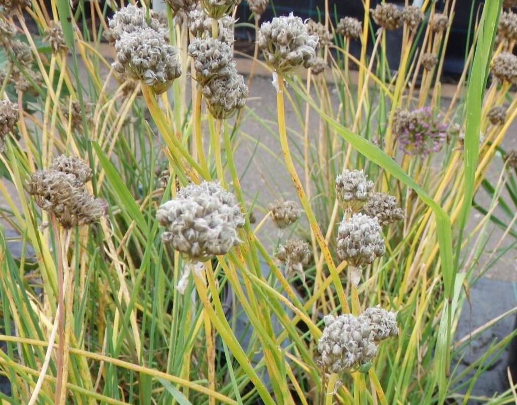 Выращивание шнитт-лука: советы для начинающих