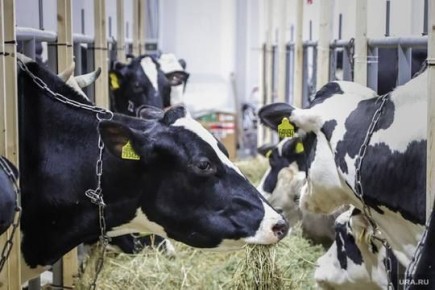 ������� ��������� ��������� ����� � ������������ ������� ����� �� 50%