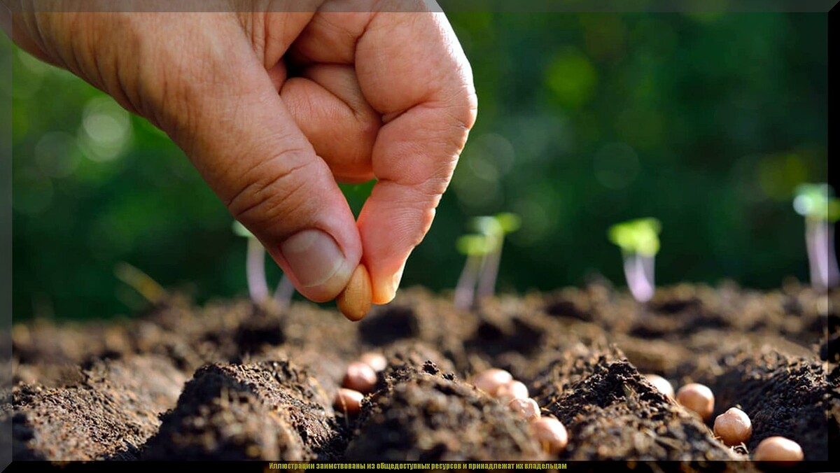 Август: время осенних посевов для богатого урожая