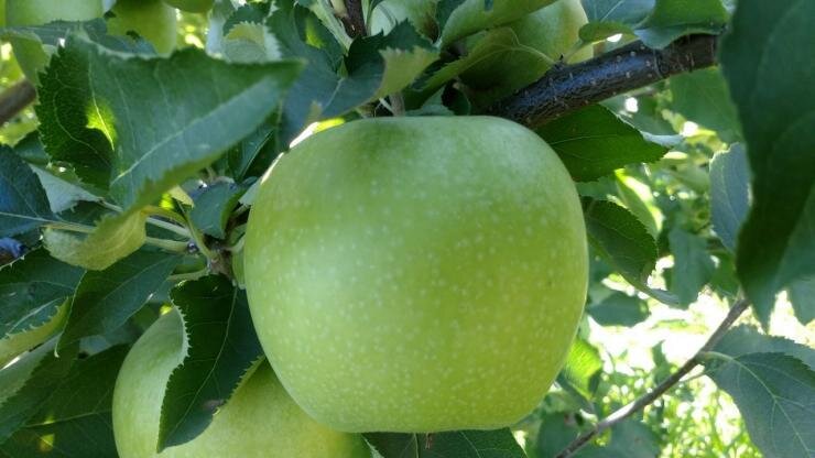 Летняя окулировка яблонь и груш: пошаговое руководство для садоводов