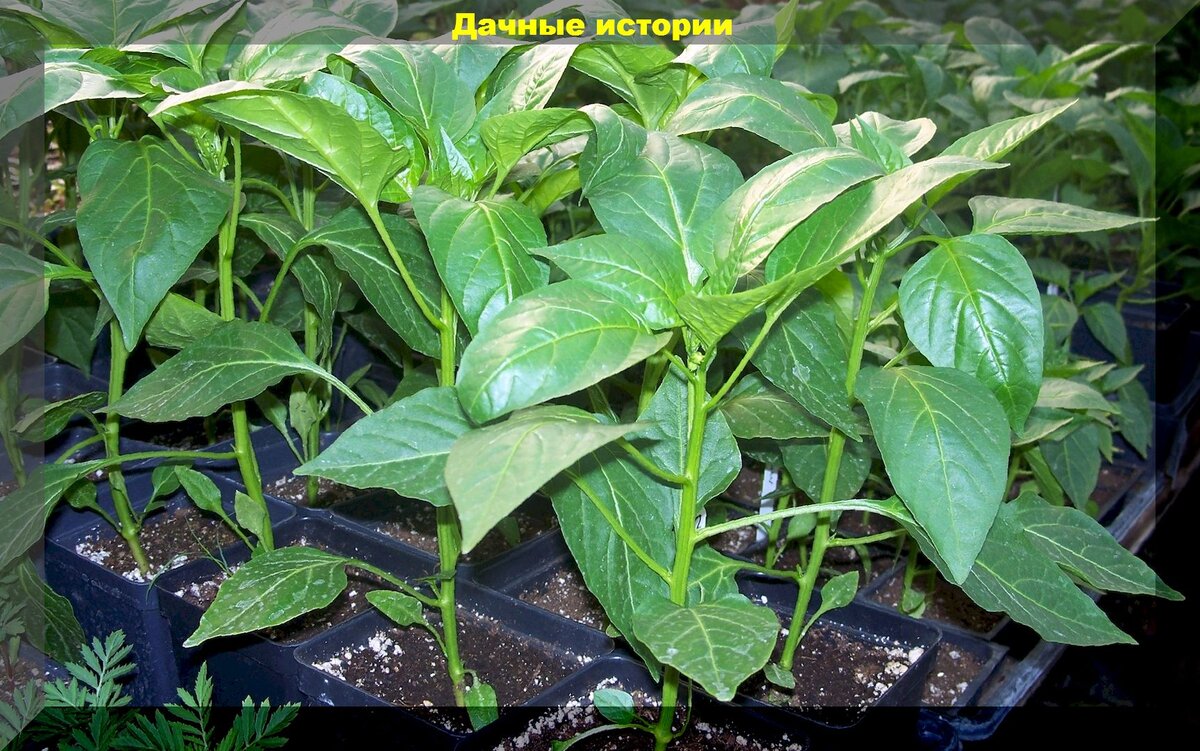 Как вырастить крепкую рассаду перцев: секреты успешных садоводов