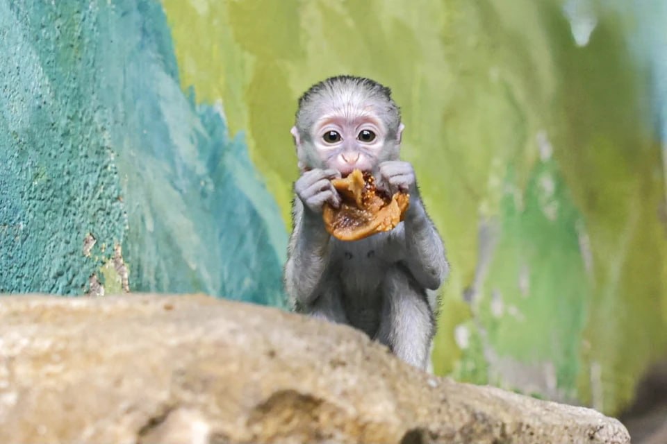 В Екатеринбургском зоопарке выбирают имя для малыша зеленой мартышки В Екатеринбургском зоопарке выбирают имя для малыша зеленой мартышки