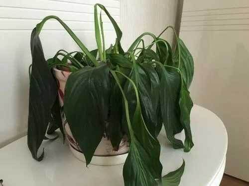 ��� ������ �������� ��������: ������ ��� ��������