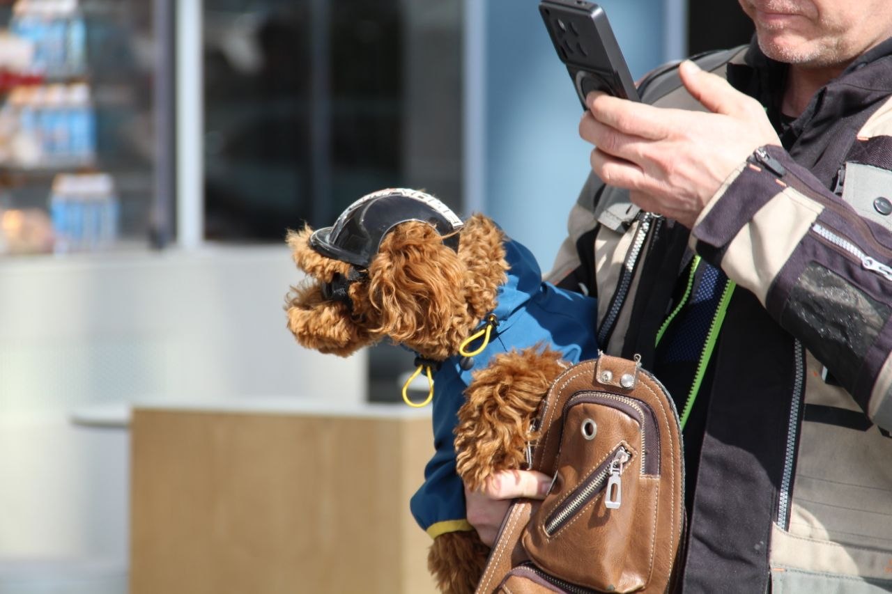 Свердловские байкеры даже собак возят в мотошлемах Свердловские байкеры даже собак возят в мотошлемах