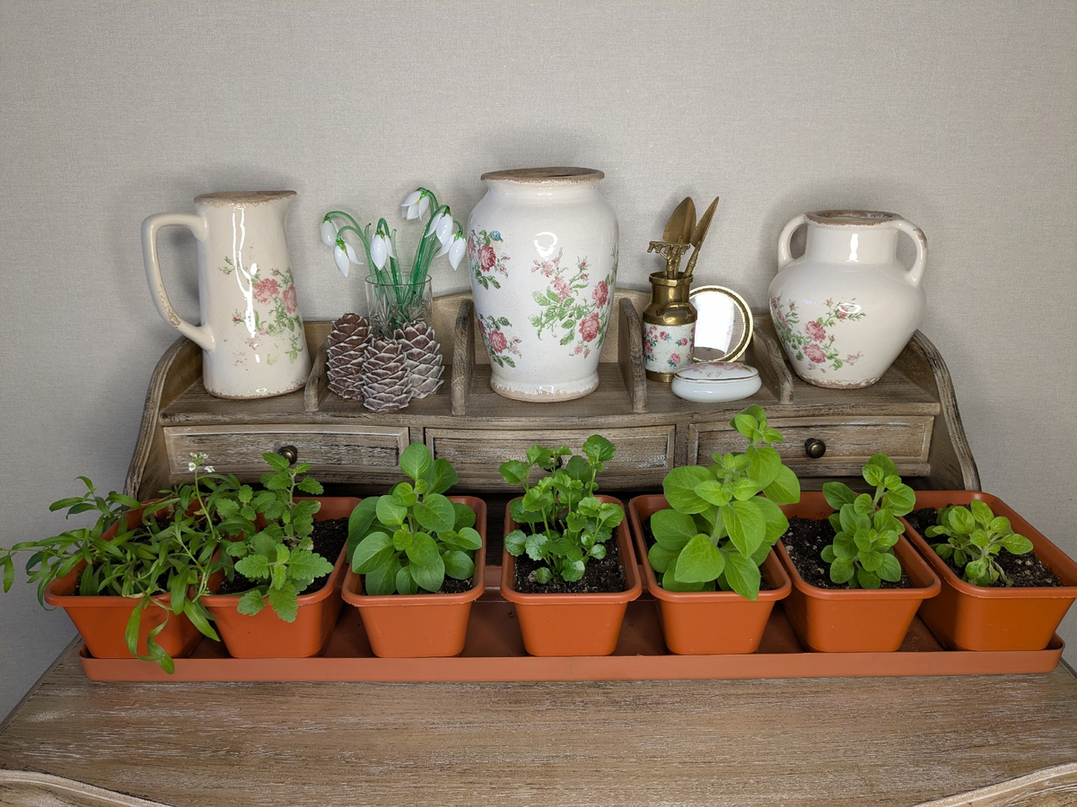 Зимняя передержка черенков: как сохранить любимые растения