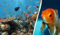 Как рыбы общаются: погружение в подводный мир звуков