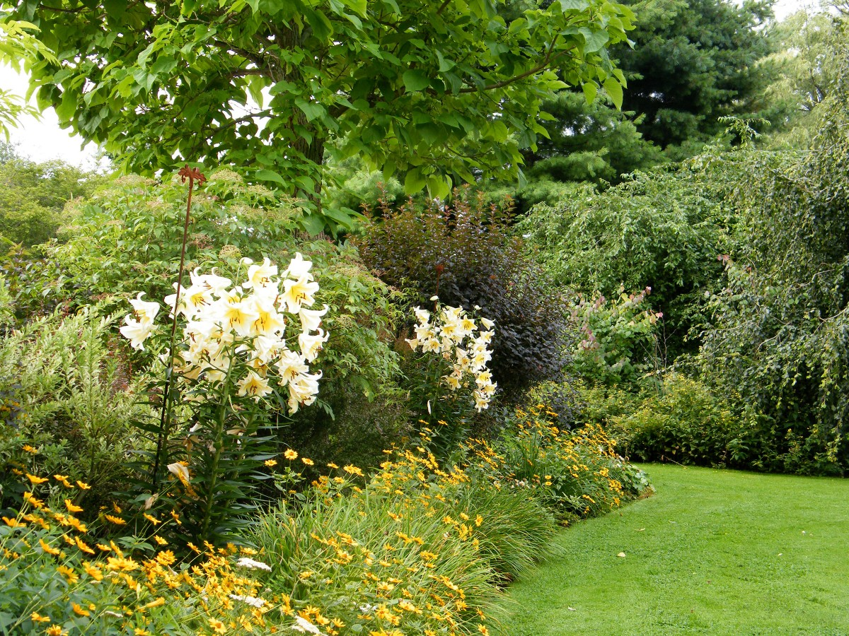 Секреты гармонии в садоводстве: белая и желтая листвы