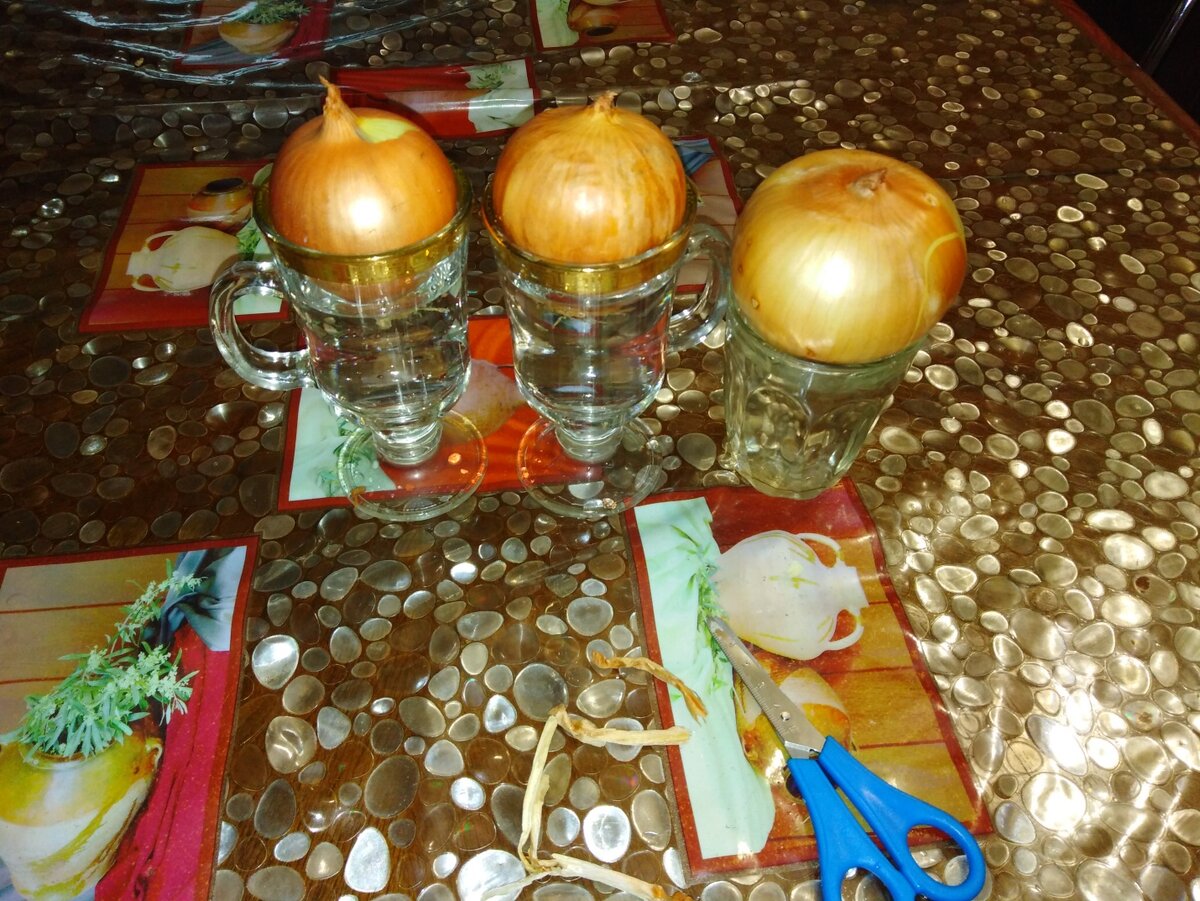 Выращивание зелёного лука в домашних условиях