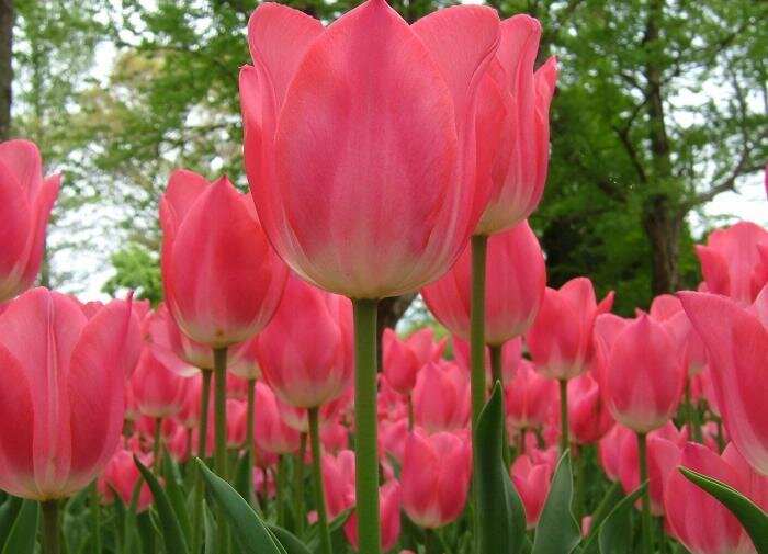 Тюльпаны Дримбот: цветочные шедевры, которые преобразят ваш сад