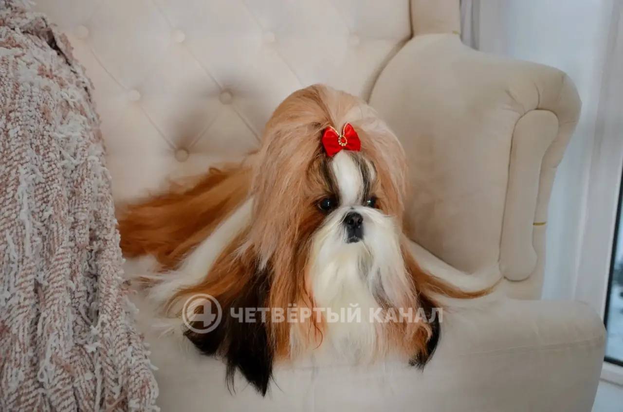 За гибель новорождённого щенка ши-тцу заводчица требует с ветклиники более 250 тысяч рублей