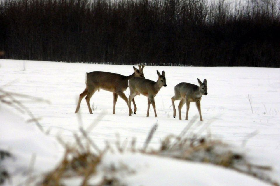 ����������� ����� �������� ����������� � ����� ������������ �������