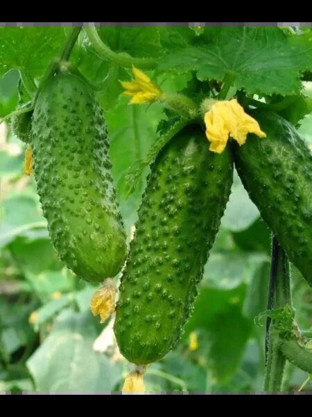 ������ ������: ������ ������ � ���������� � �����������