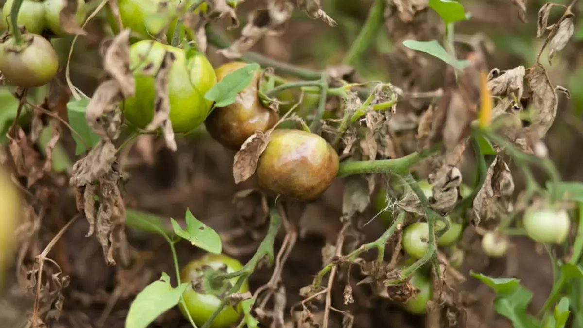Как народные средства спасают урожай от фитофторы: действующие рецепты и личный опыт