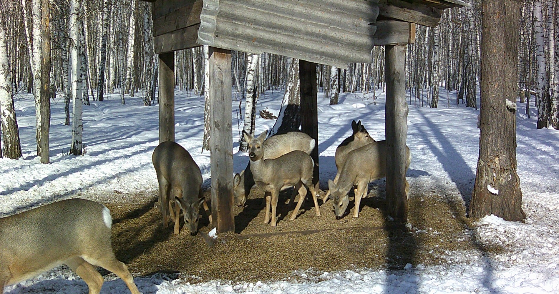Численность диких животных увеличилась в лесах Свердловской области Численность диких животных увеличилась в лесах Свердловской области