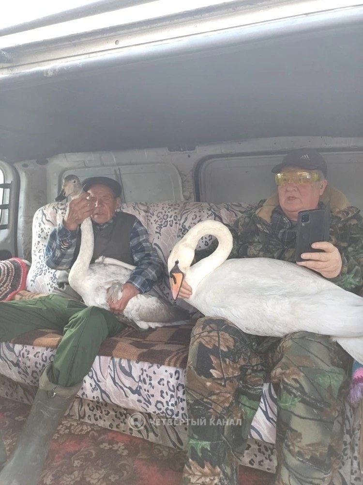 Лебеди, спасённые зимой в Тугулымском районе, вернулись в дикую природу Лебеди, спасённые зимой в Тугулымском районе, вернулись в дикую природу
