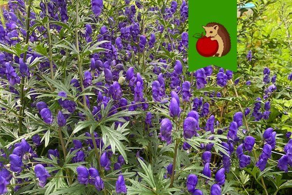 �������� �������: ��� ������� ���������� � ��� ��������