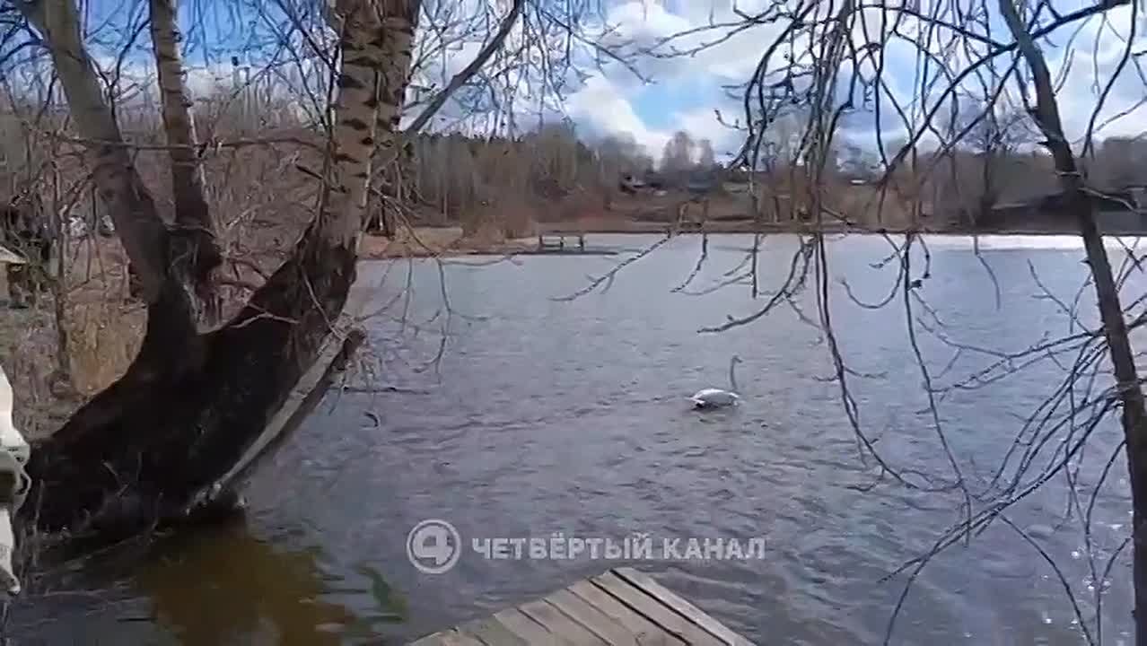 Лебеди, спасённые зимой в Тугулымском районе, вернулись в дикую природу