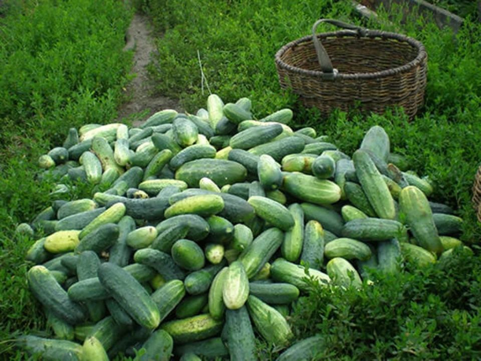 ������ ������ ������: ������� � ������� �������� ���������� ������