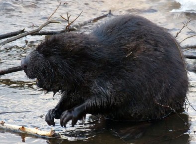 1 В лесах Свердловской области резко выросло число диких животных