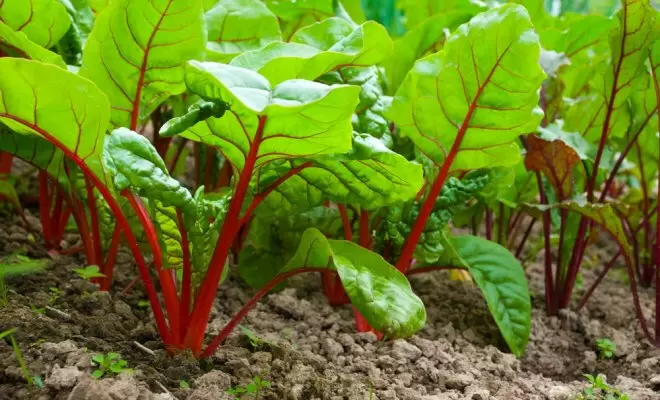 Основные ошибки при выращивании свеклы