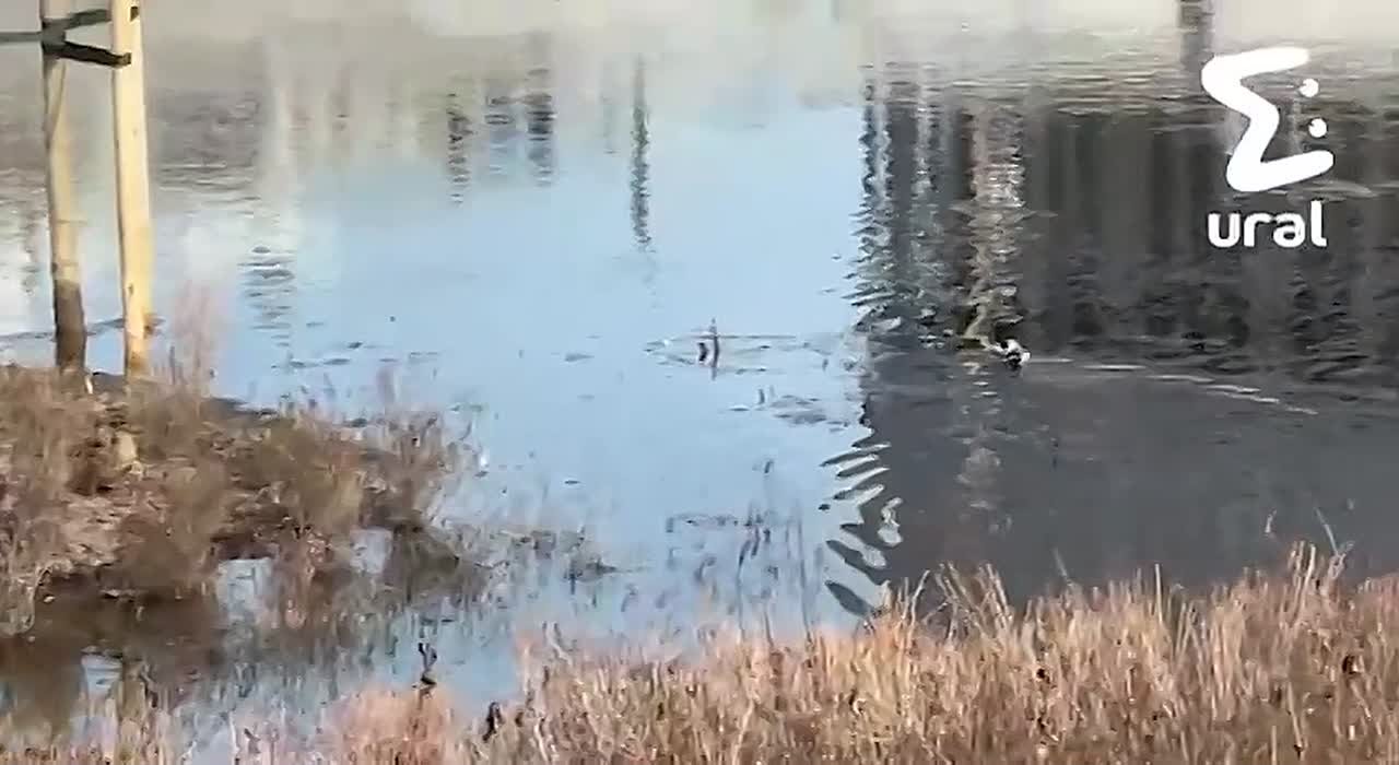 Набережная Исети уходит под воду из-за паводка — сейчас там затоплены лавочки, деревья и мусорные контейнеры