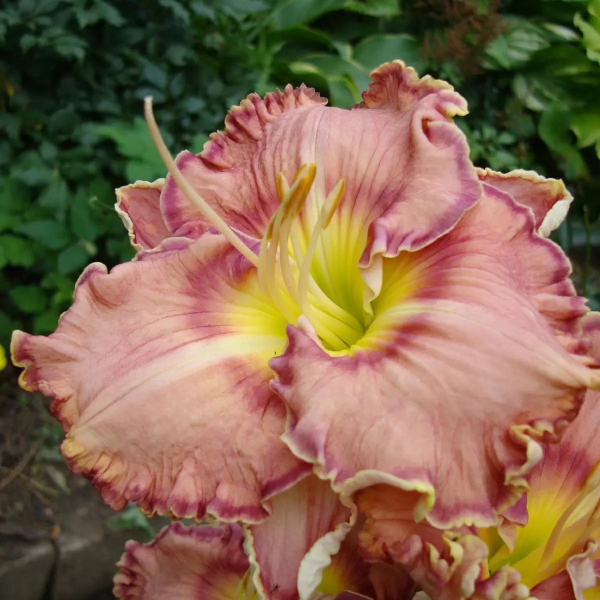 Лилейники: уход и пересадка осенью